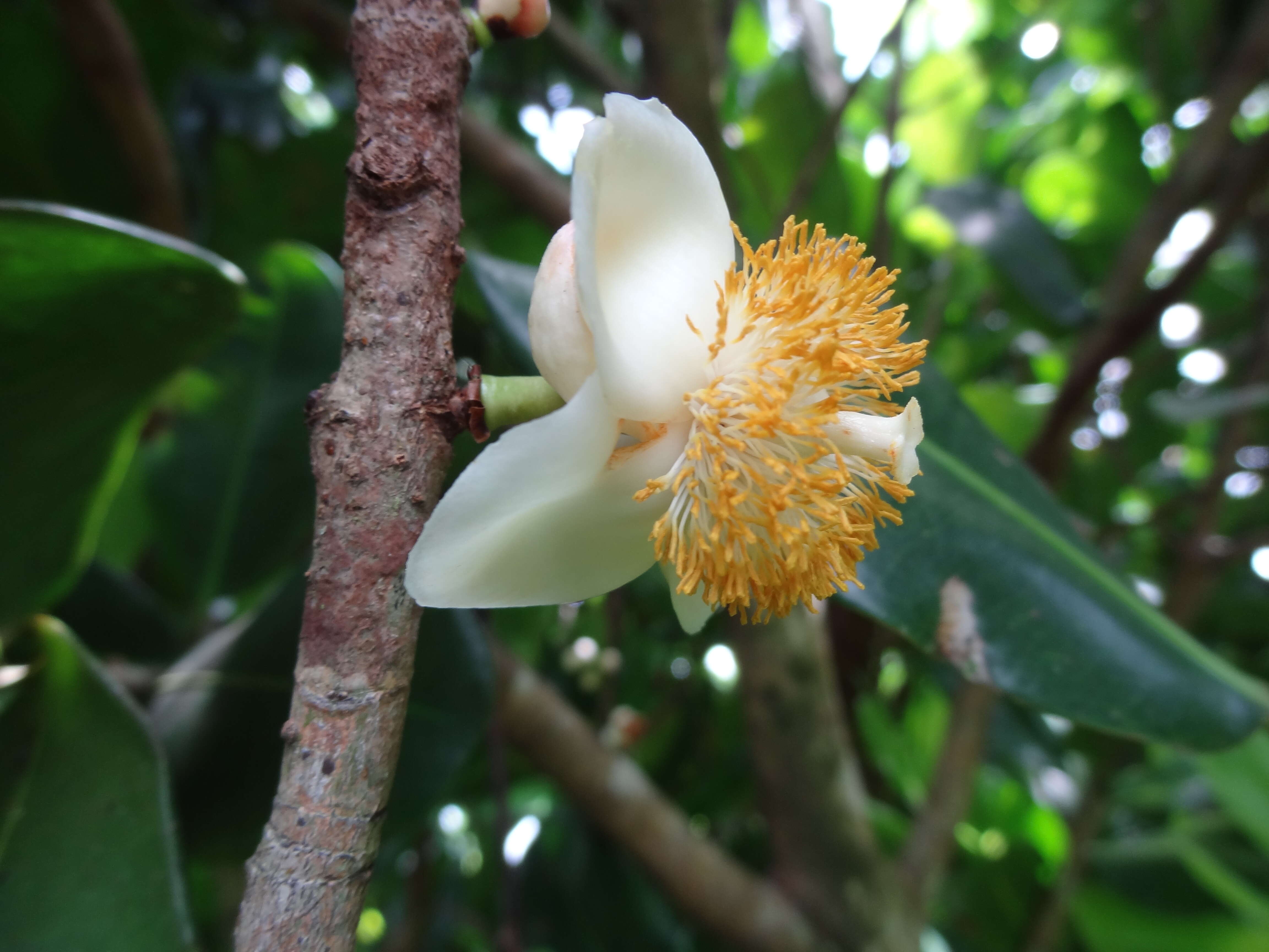 Image de Abricotier des Antilles