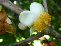 Image de Abricotier des Antilles