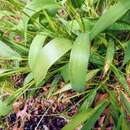 Sivun Panicum latifolium L. kuva