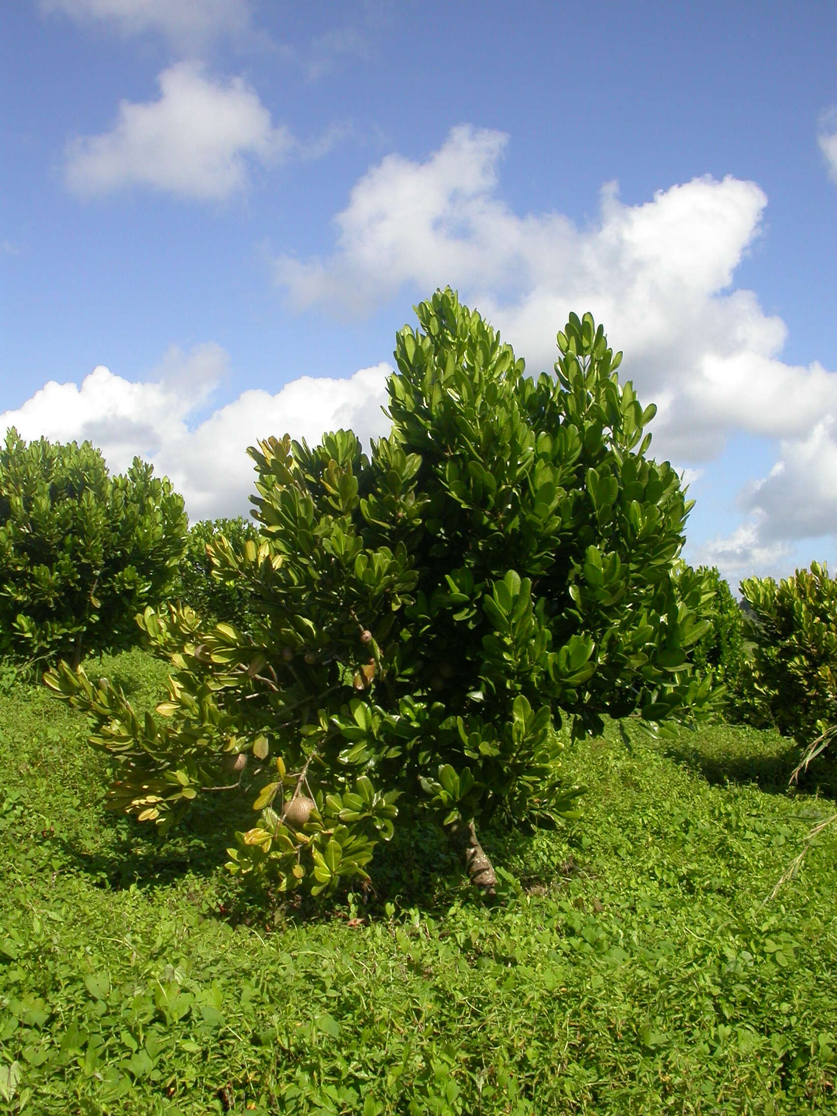 Image de Abricotier des Antilles