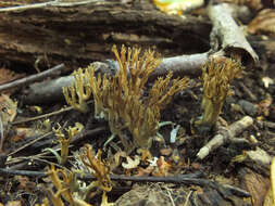 Image of Phaeoclavulina echinovirens (Corner, K. S. Thind & Dev) Giachini 2011