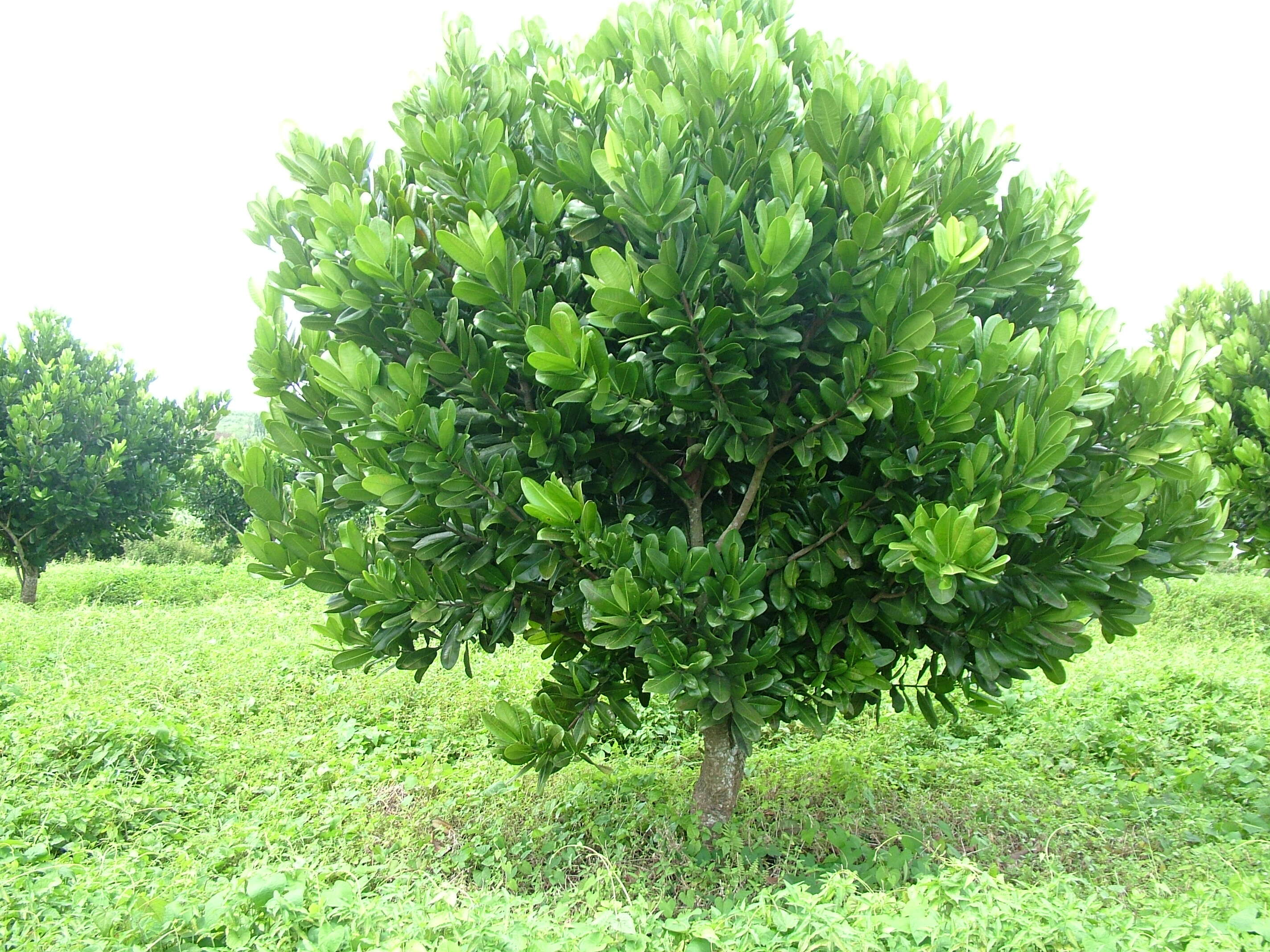 Image de Abricotier des Antilles