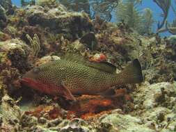 Epinephelus guttatus (Linnaeus 1758) resmi