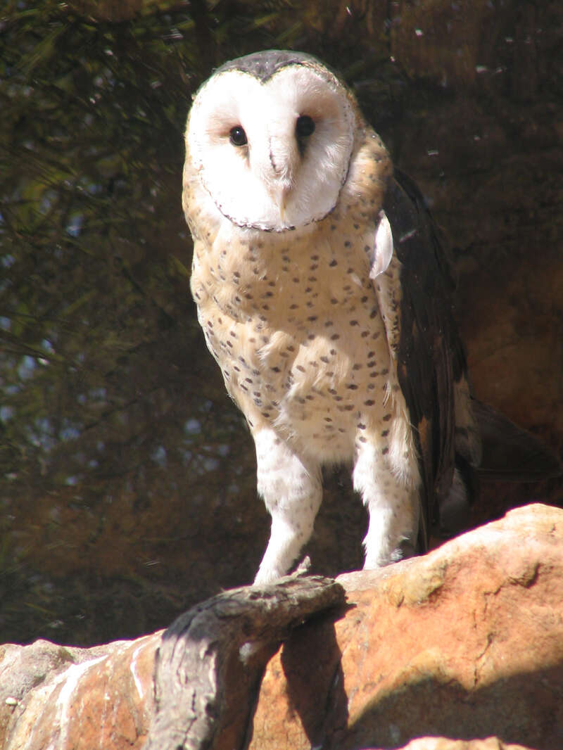 Image of African Grass Owl