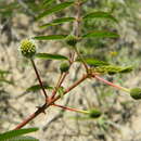 Image of Mimosa tweedieana