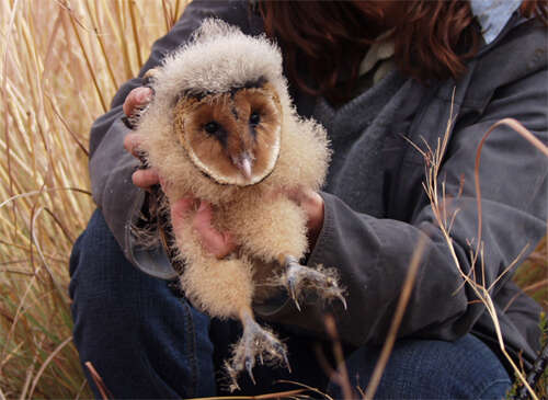 Image of African Grass Owl