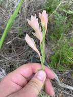 Gladiolus monticola Goldblatt & J. C. Manning resmi