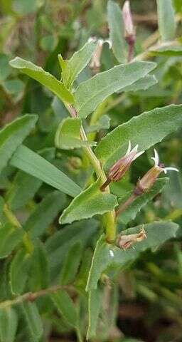 Image of Lobelia concolor R. Br.