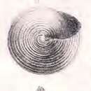 Image of Calliostoma milneedwardsi (Locard 1898)