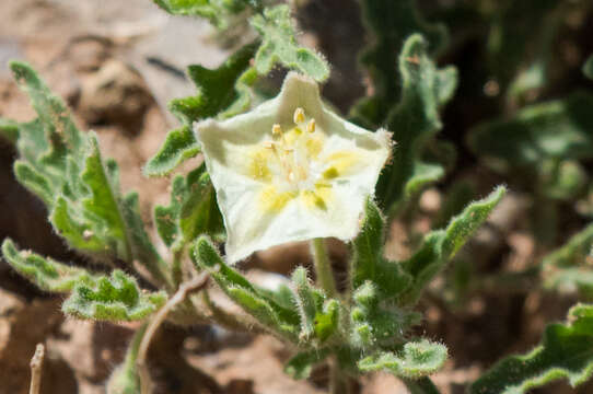 Image de Chamaesaracha sordida (Dun.) A. Gray