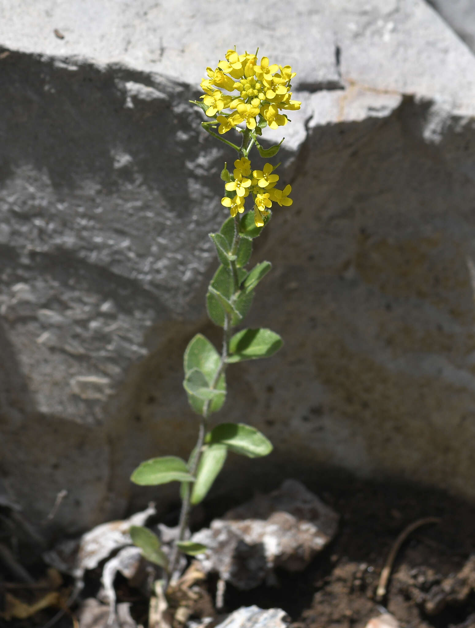 Image of Heller's Whitlow-Grass