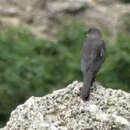 صورة Accipiter hiogaster (Müller & S 1841)