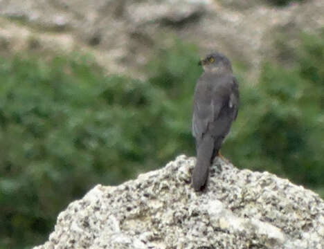 Accipiter hiogaster (Müller & S 1841)的圖片