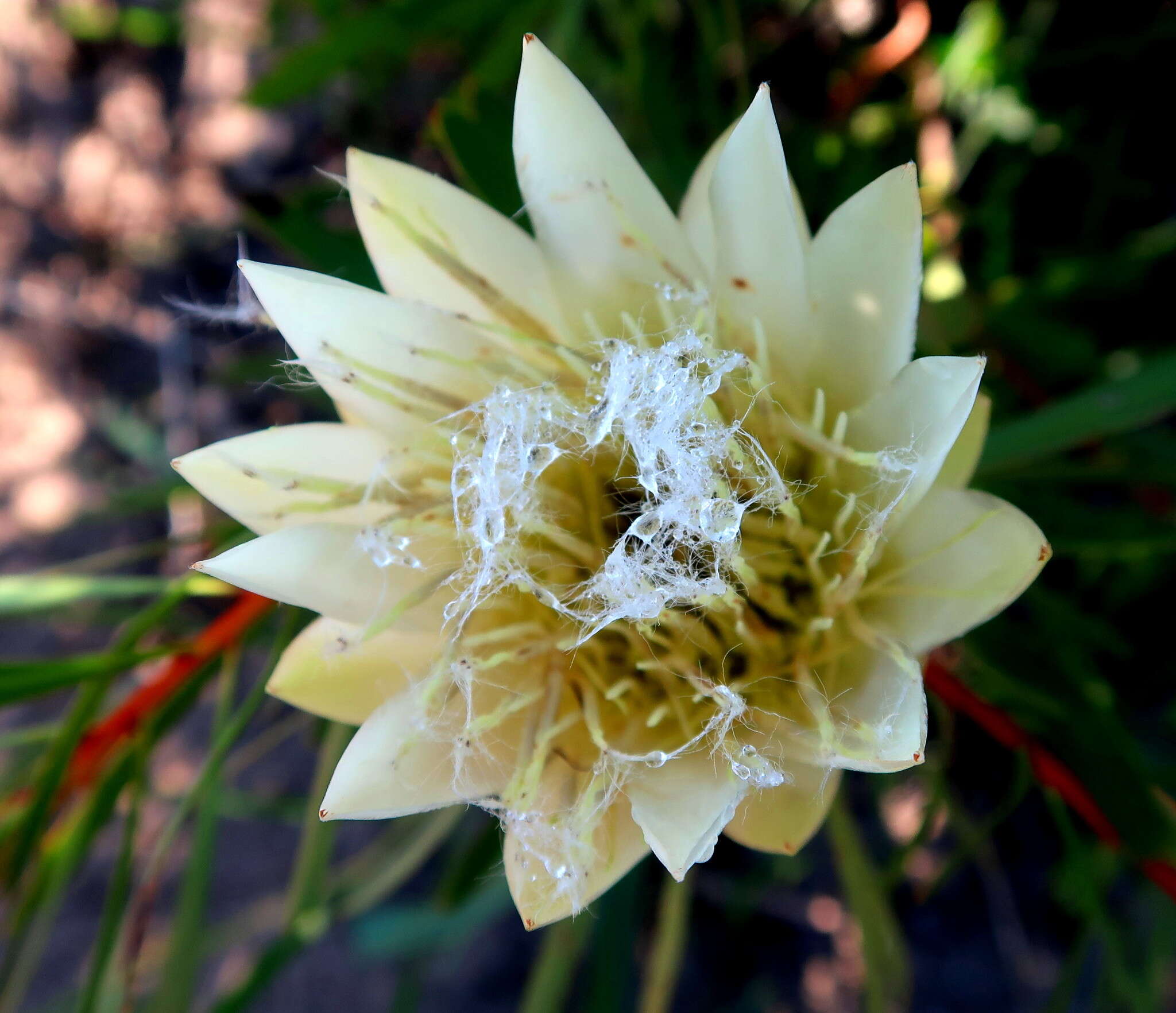 Image de Protea repens (L.) L.