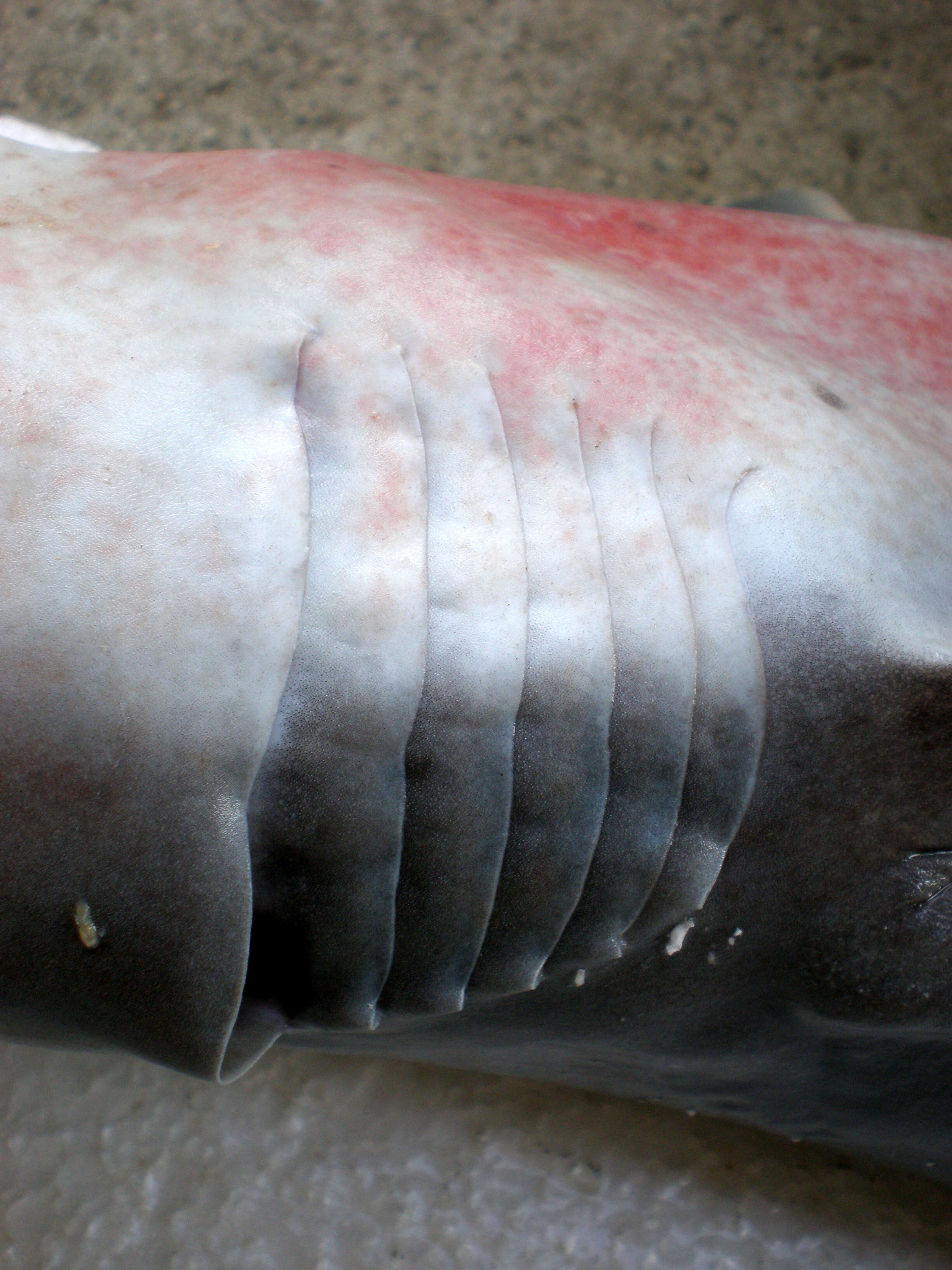 Image of Bigeyed Sixgill Shark