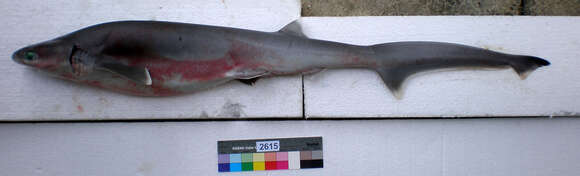 Image of Bigeyed Sixgill Shark