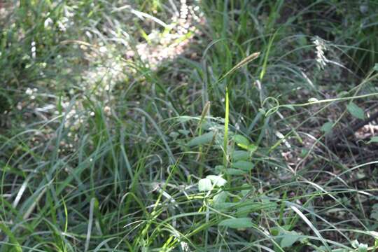 Image of Carex phleoides Cav.