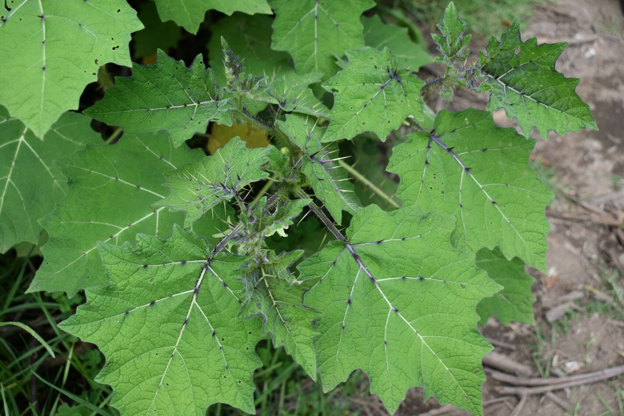 صورة Solanum myriacanthum Dun.