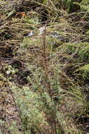 صورة Artemisia chamaemelifolia Vill.