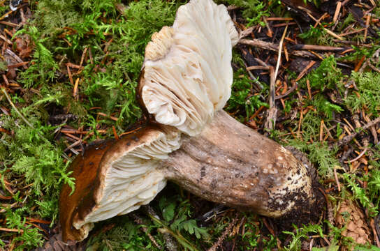 Image of Russula adusta (Pers.) Fr. 1838