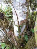 Image of Andes  Anole