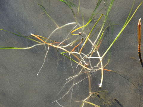 Image of spiral ditchgrass
