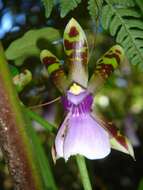 Image of Zygopetalum maxillare G. Lodd.