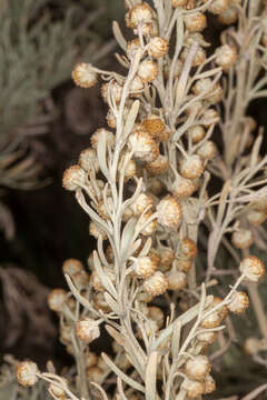 Image of Artemisia arborescens L.