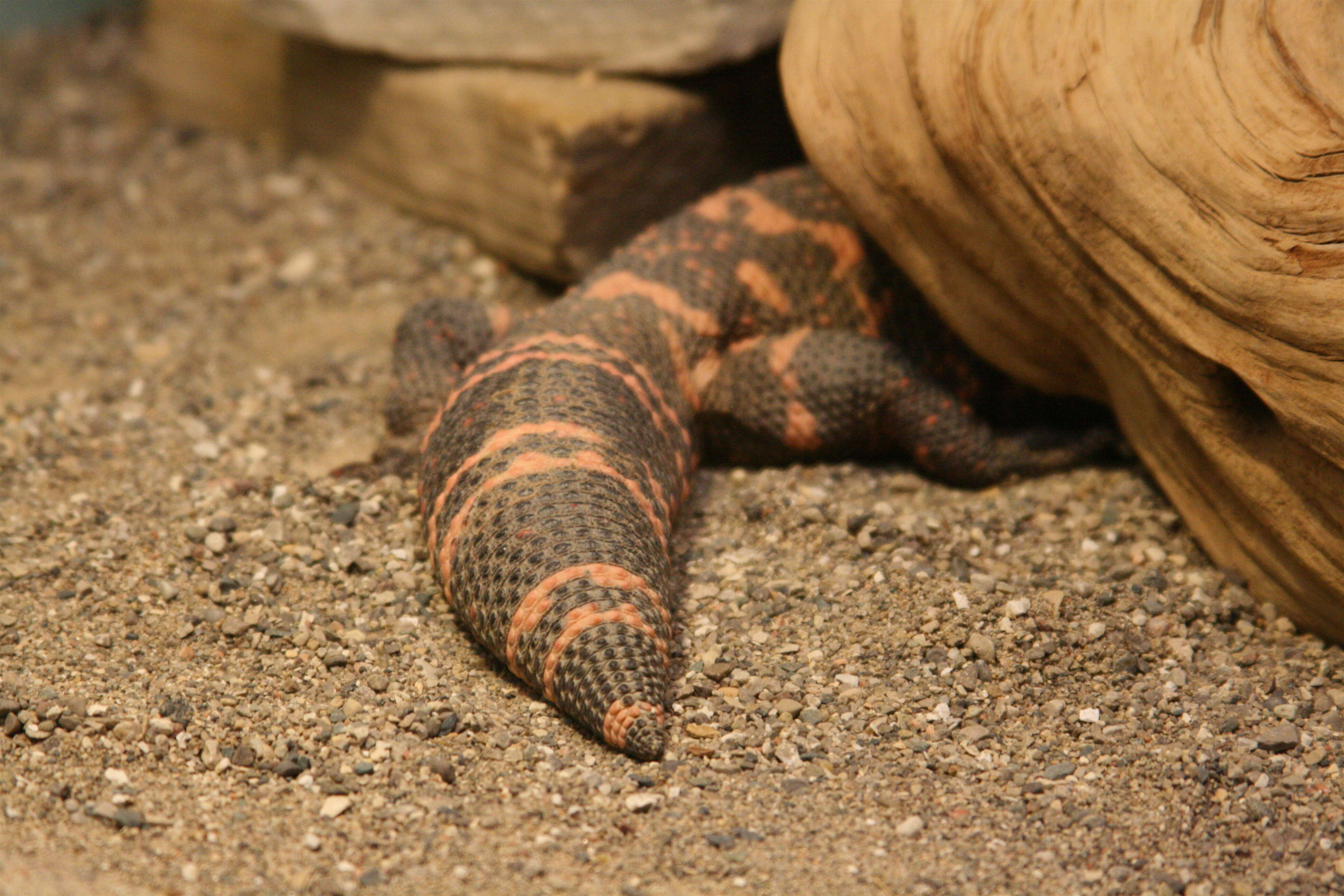 Image of Heloderma Wiegmann 1829