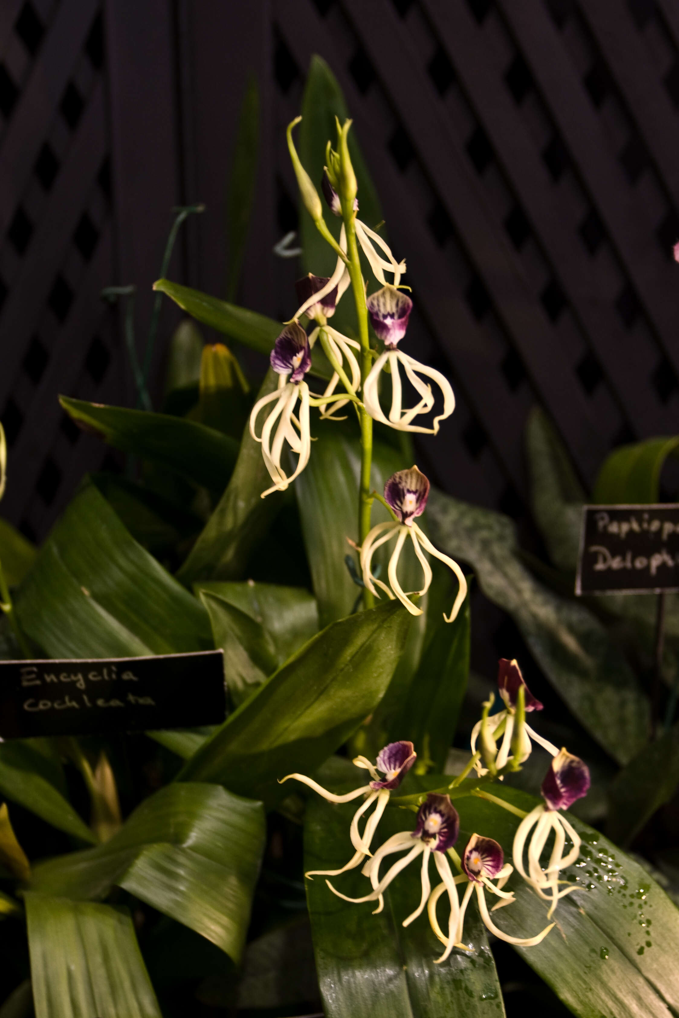 Слика од Prosthechea cochleata (L.) W. E. Higgins