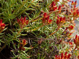 Image of Rhodiola quadrifida (Pallas) Fischer & Meyer