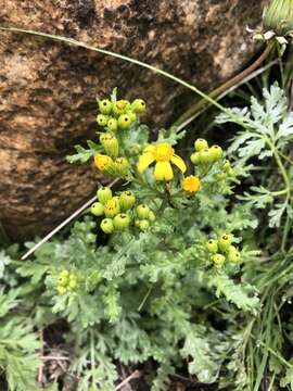 Plancia ëd Senecio leucanthemifolius subsp. caucasicus (DC.) Greuter