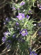 Image of Paiute Mountain pincushionplant