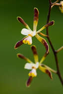 Image of Encyclia alata (Bateman) Schltr.