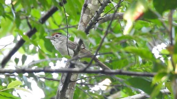 Image of Rufous-crowned Babbler