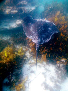 Image of Black Stingray