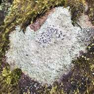 Image of porpidia lichen