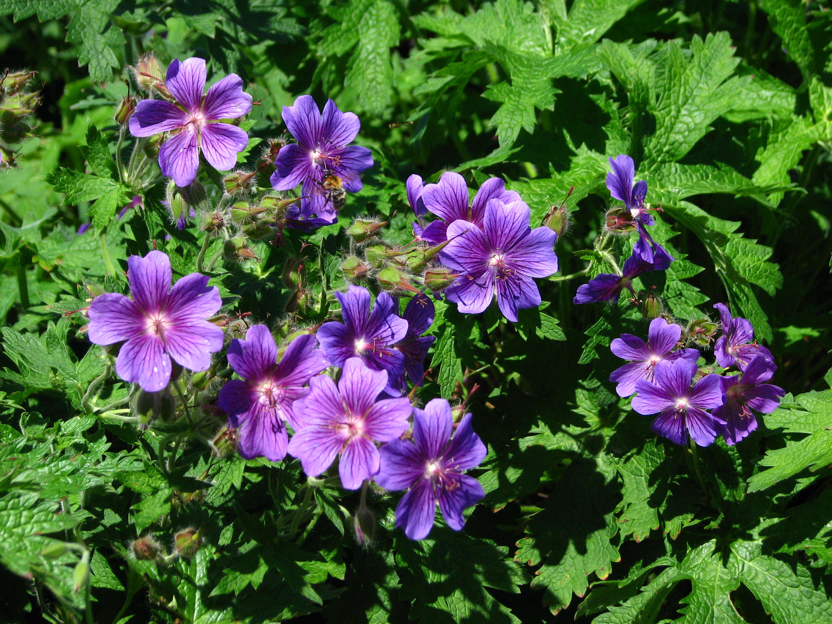 Image of Geranium × magnificum