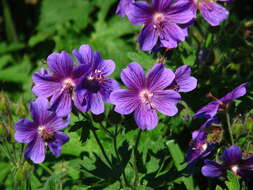 Image of Geranium × magnificum