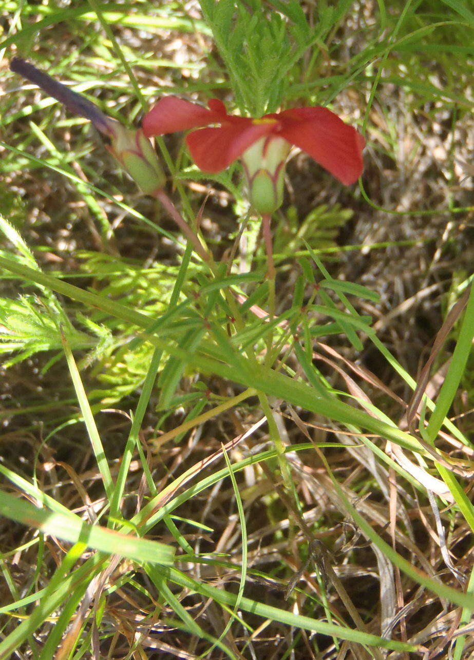 Sivun Oxalis pendulifolia Salter kuva