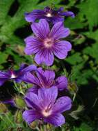 Image of Geranium × magnificum