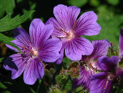 Image of Geranium × magnificum