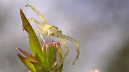 Image of Flower Crab Spiders