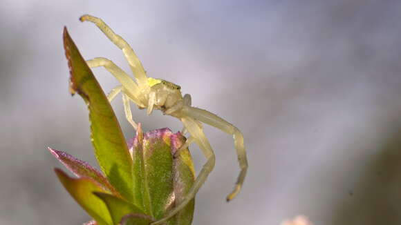 Image of Flower Crab Spiders