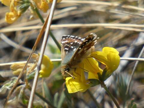 Image of red underwing skipper