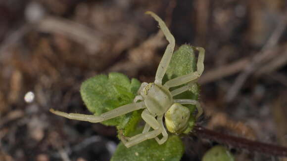 Image of Flower Crab Spiders