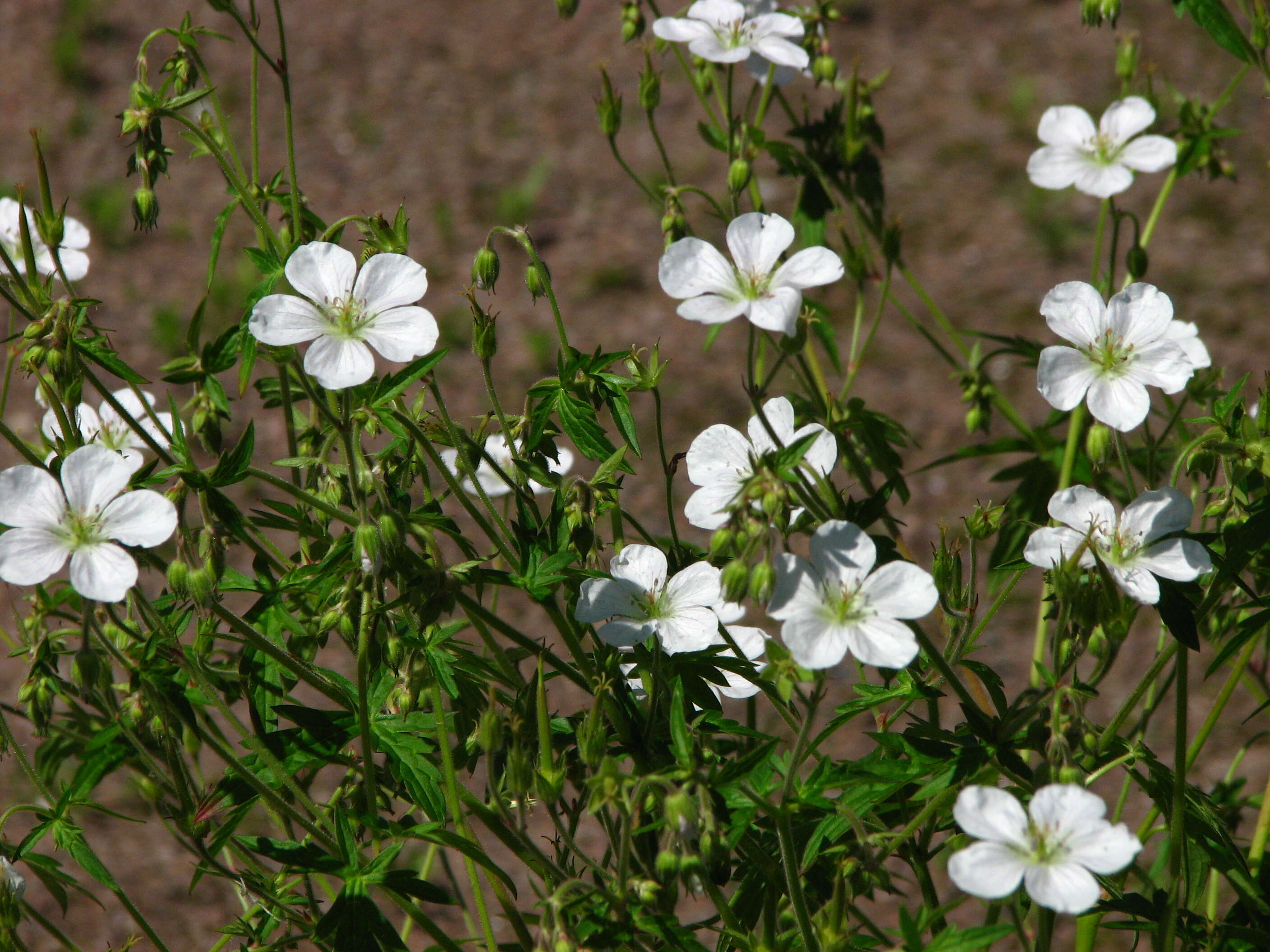 Imagem de Geranium richardsonii Fisch. & Trautv. ex Fisch., C. A. Mey. & Trautv.