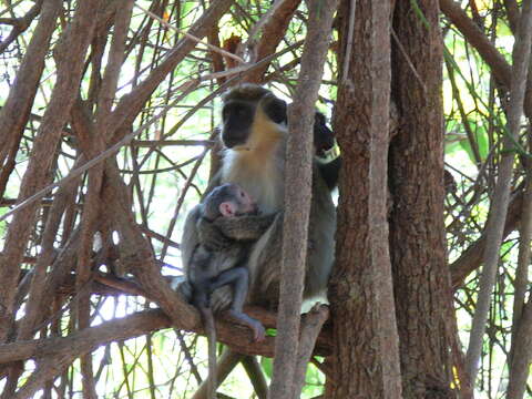 Image of Green Monkey