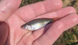 Image of Crimson-spotted rainbowfish