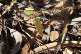 Слика од Eurema herla (Macleay 1826)